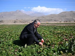 Erciyes’in Eteklerinde Yetiştirilen Çilek Fidesi 6 Ülkeye İhraç Ediliyor