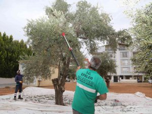 Efelerin Zeytinleri Hasat Ediliyor