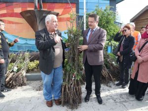 Atakum’da Üreticiye Ceviz Fidanı Desteği