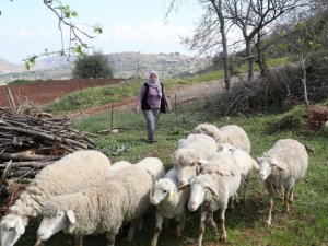 Kadın Üreticilere Küçükbaş Hayvan Ve Yem Desteği Verilecek