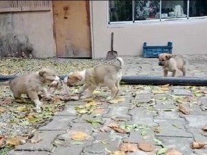 Aç Kalan Yavru Köpeklerin Kavgası Gülümsetti