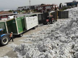 Aydın’da Fiyatlar Düştü, Pamuklar Rafa Kaldırıldı