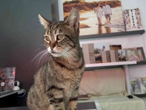 Kamyonun Kasasında Bulduğu Kediyi 5 Yıldır Dükkânında Besliyor