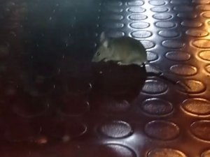 Pendik’te Mide Bulandıran Görüntü: Simit Tezgahından Fare Çıktı
