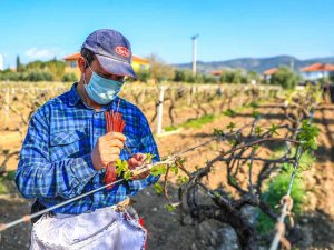 Denizlili Üreticinin Yüzü Aldığı Dev Yardımlar Sayesinde Gülüyor