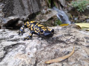 Tunceli’de Nesli Tükenme Tehlikesinde Olan ‘Türk Semenderi’ Görüldü