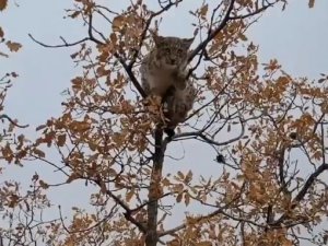 Dünyada Birinci Derece Koruma Altında Bulunan Vaşak, Tunceli’de Görüntülendi