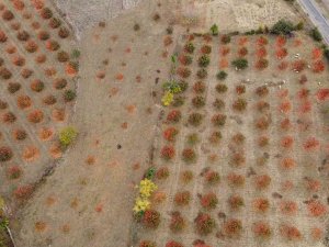 Kozan Hurması, Lezzetini Tescillemek İstiyor