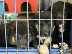 Kuşadası Belediyesi 950 Hayvanı Ömürlük Yuvasına Kavuşturdu