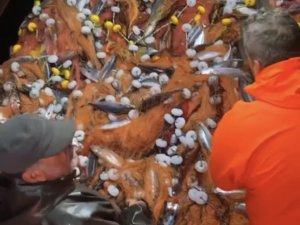 Çanakkale Boğazı’nda Ağlarına Tek Seferde Yaklaşık 2 Bin Palamut Takıldı