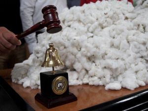 Çukurova’da Sezonun İlk Kütlü Pamuğu Açık Artırmayla Satıldı