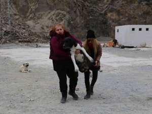 Sular Altında Kalacak Olan Yusufeli’nde Sokak Hayvanları Da Taşınıyor