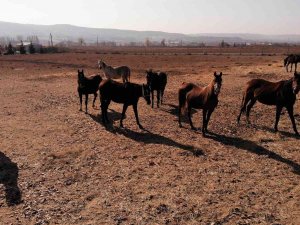 Soğuk Havalarda Milyonluk Atlara Böyle Bakıyorlar