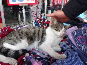 Giyim Mağazasının Pijama Standını Mesken Tutan Kedi Esnafın Maskotu Oldu
