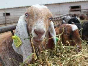 Ti̇gem’de Halep Keçisi Sayısı Her Geçen Gün Artıyor