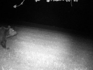 Mudurnu’nun Yaban Hayatı Fotokapanlara Yansıdı