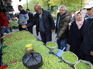 Gaziantep’te Yeşil Zeytin Tezgaha İndi