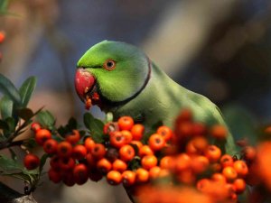 Hersek Lagünü’nde Kuş Türü 248’e Yükseldi