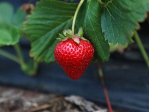 Büyükşehirde Çilek Üretimi 3 Katına Çıktı