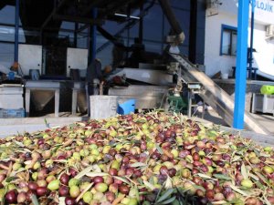 Zeytin Sezonu İle Birlikte Yağhanelerde De Yoğunluk Başladı