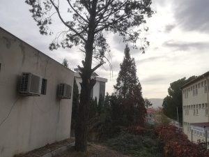 Ağaçtan Düşen Temizlik Görevlisi Hayatını Kaybetti