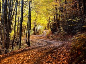 Zonguldak Ormanlarında Sonbahar Güzelliği