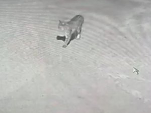 Ilgaz Dağı’nda Yaban Hayatı Kameralara Yansıdı