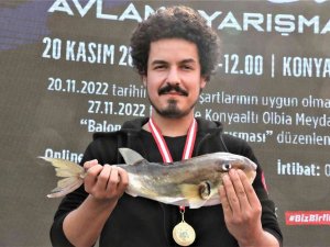 Balıkçılar, Korkulu Rüyası Haline Gelen Balon Balığını Yakalamak İçin Yarıştı