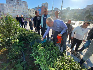 Rize Belediye Başkanı Metin, Meydandaki Çay Bahçesinin Bakım Çalışmalarına Katıldı