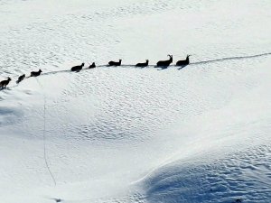 Karlı Dağları Aşarak Göç Yoluna Koyulan Şamua Sürüsü Görüntülendi