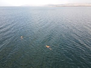 Kasım Ayının Ortasında Gölde Yüzdüler