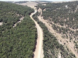 Özükavak Beldesinde 5 Kilometrelik Yayla Yolu Kullanıma Açıldı
