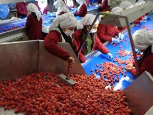 Malatya’dan Abd Ve Ab Ülkelerine Dondurulmuş Çilek İhracatı