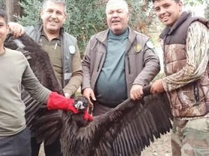 Avrupa’dan Türkiye’ye Göç Eden Kara Akbaba Gps Sayesinde Antalya’da Yakalandı