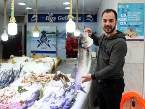 Bu Balık Tek Başına 2 Bin 100 Lira