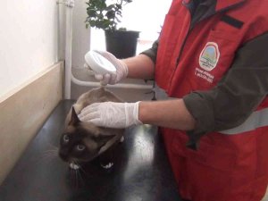 Afyonkarahisar’da 1000’den Fazla Kedi Ve Köpek Çiplendi
