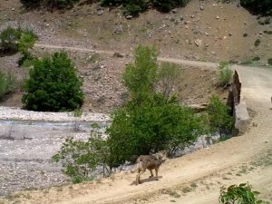 Bingöl’de Yaban Hayatı Fotokapanlara Yansıdı