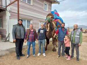 Aydın’da Develer Havutlanarak Güreşlere Hazırlanıyor