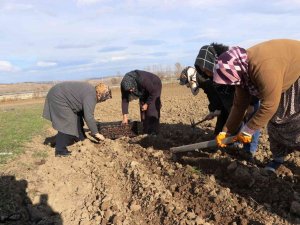 150 Bin Lale Soğanı Toprakla Buluştu