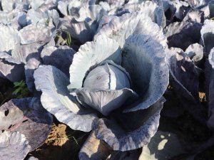 Bafra Ovası’nda Mor Lahana Hasadı Yüz Güldürüyor