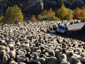 Göçerlerin Dönüş Yolculuğu