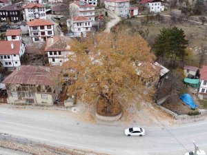 Tarihi İlçenin Gerdanlığı: 500 Yıllık Çınar Ağacı