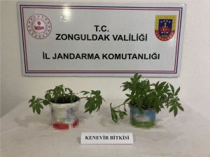 Jandarma Kdz. Ereğli’de 22 Kök Kenevir Yakaladı
