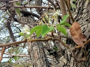 Datça’da Armut Ağacı Kasım Ayında Çiçek Açtı
