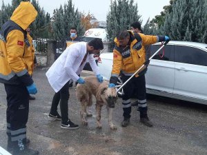 Kuduz Aşılaması Tamamlandı