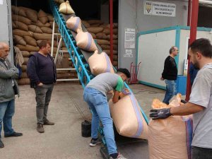 Ordu’da Tmo’nun Fındık Alımları Sürüyor