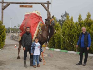 Ayvalık, Deve Güreşleri Şölenine Hazırlanıyor