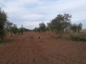 Roketin Düştüğü Zeytinlik Zarar Gördü