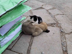 Soğuktan Üşüyen Kedi İle Köpeğin Dayanışması Yürekleri Isıttı