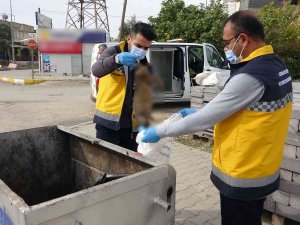 Adıyaman’da Kedi Vahşeti